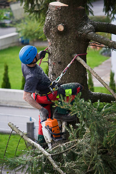 Trusted Ellaville, GA Tree Removal Experts